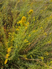 Solidago spectabilis