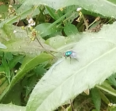 Lucilia eximia