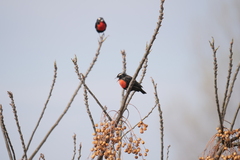 Leistes superciliaris