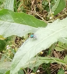 Lucilia eximia