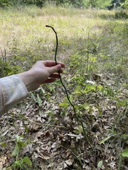 Equisetum laevigatum