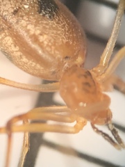 Neospintharus trigonum