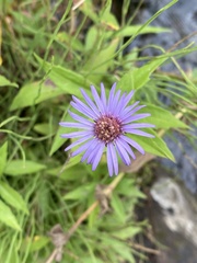 Canadanthus modestus