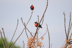 Leistes superciliaris