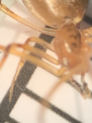 Neospintharus trigonum