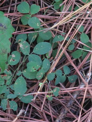 Lespedeza procumbens