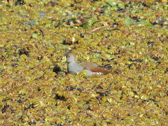 Porphyriops melanops