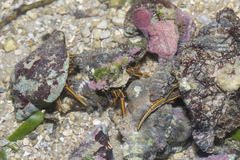 Clibanarius infraspinatus