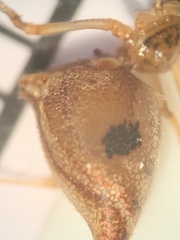 Neospintharus trigonum