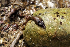 Lepadogaster lepadogaster