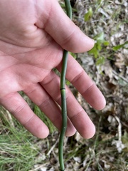 Equisetum laevigatum