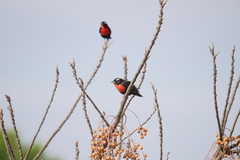 Leistes superciliaris