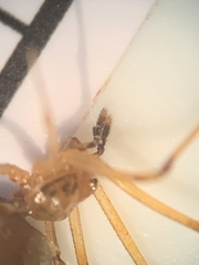 Neospintharus trigonum
