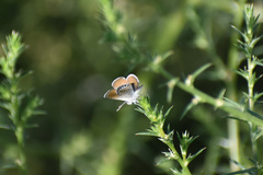 Brephidium exilis exilis
