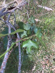 Passiflora herbertiana
