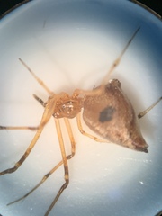 Neospintharus trigonum