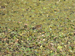 Porphyriops melanops