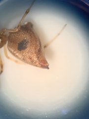 Neospintharus trigonum