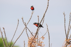 Leistes superciliaris