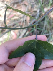 Passiflora herbertiana
