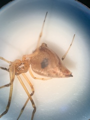 Neospintharus trigonum