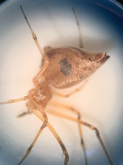 Neospintharus trigonum