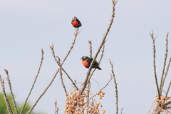 Leistes superciliaris