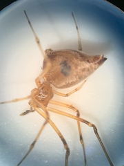 Neospintharus trigonum