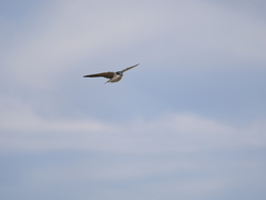 Tachycineta leucorrhoa