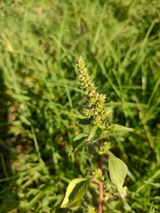 Amaranthus