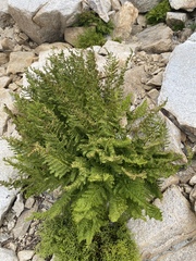 Athyrium americanum