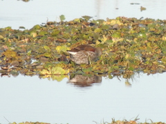 Porphyriops melanops