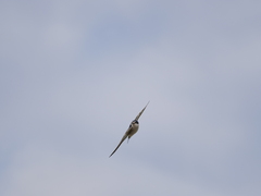 Tachycineta leucorrhoa