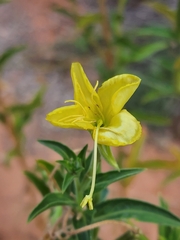 Oenothera elata