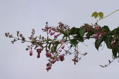 Fridericia patellifera