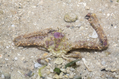 Rhinolambrus pelagicus