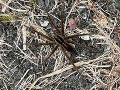 Dolomedes minor