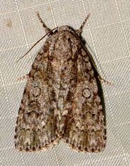 Acronicta hamamelis