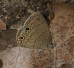 Hermeuptychia sosybius