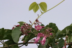 Fridericia patellifera