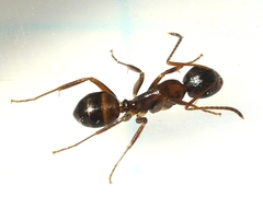 Camponotus subbarbatus