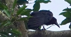 Corvus enca