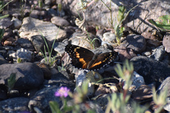 Chlosyne lacinia adjutrix