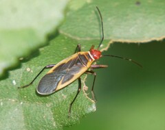 Dysdercus obscuratus