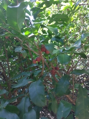 Guarea macrophylla