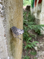 Hamadryas iphthime joannae