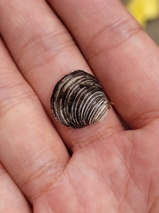 Corbicula fluminea