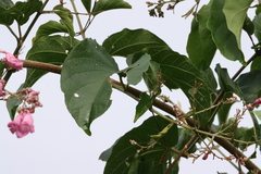 Fridericia patellifera