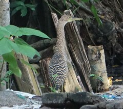 Tigrisoma mexicanum