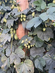 Humulus
